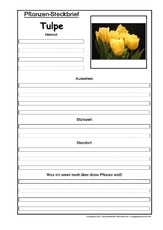 Pflanzensteckbrief-Tulpe.pdf